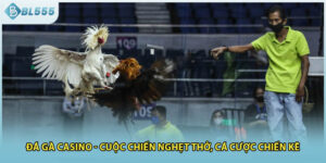 Đá Gà Casino - Cuộc Chiến Nghẹt Thở, Cá Cược Chiến Kê