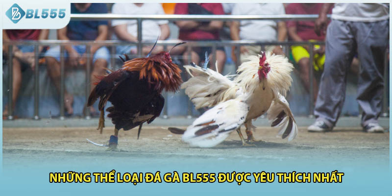 Những thể loại đá gà BL555 được yêu thích nhất