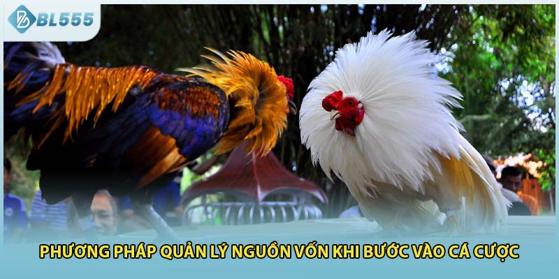 Phương pháp quản lý nguồn vốn khi bước vào cá cược
