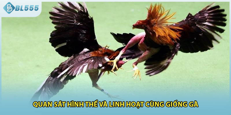Quan sát hình thể và linh hoạt cùng giống gà